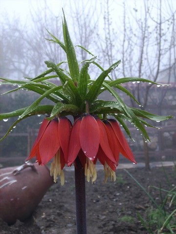 Ters Lale, une variété de Fritillaria raddeana