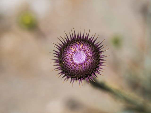 La beauté d'un chardon à Harput