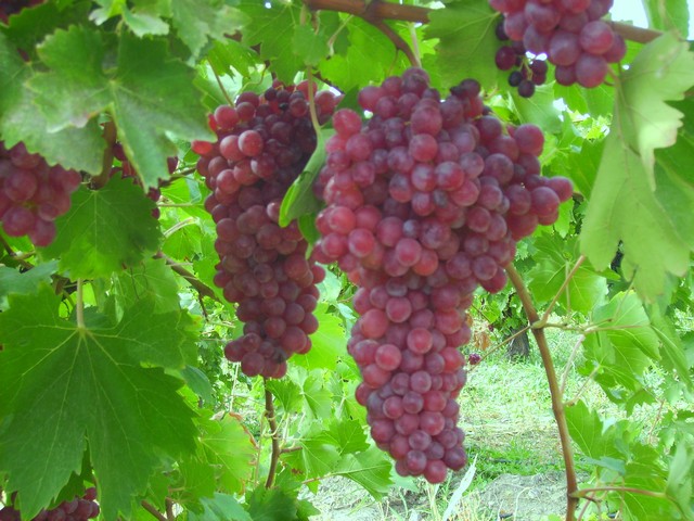 Les vignes de Elazığ